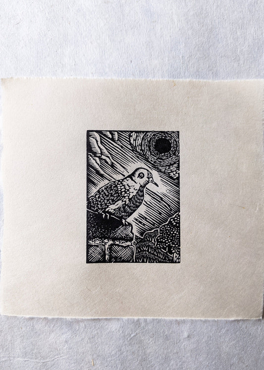 Collared Dove - wood engraving