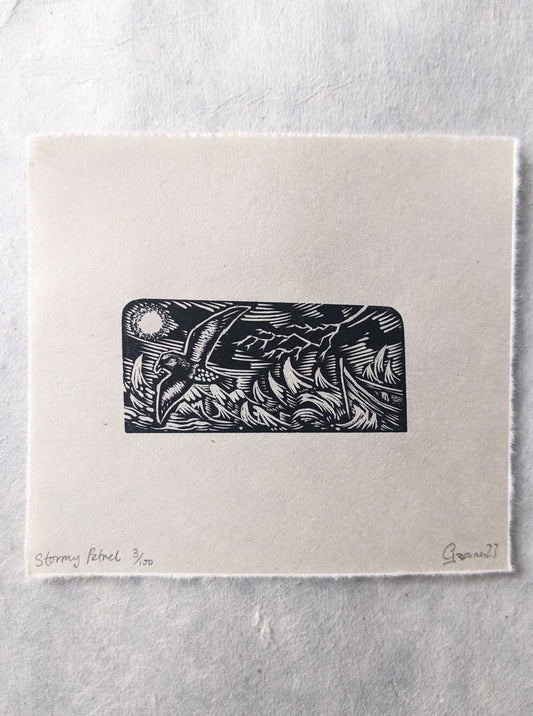 Stormy Petrel - wood engraving
