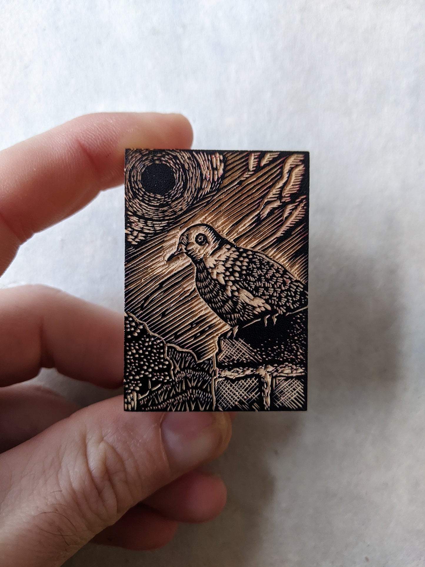 Collared Dove - wood engraving